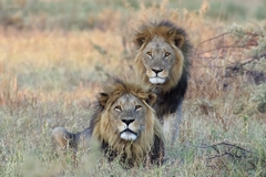 These two brothers are masters of the marsh