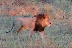 The last of the sun's rays highlight his mane