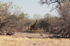 Away from the main 'roads' you can get away from it all and relax in the tranquility. Giraffes and Kudus are plentiful in these sort of areas