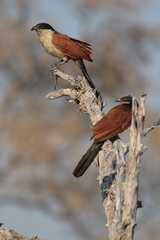 Senegal coucals are are very handsome bird. They like long grass areas