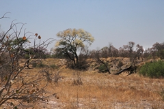 This is the Savuti channel near to the marsh. As you can see it is bone dry and has been since 2015. Nobody can predict when it will flow again