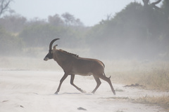 Savuti is very dry and dusty and most of the surface soil is sand, which you might expect, as it is part of the Kalahari basin