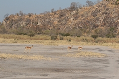 A few rocky outcrops relieve the monotony of the flat terrain