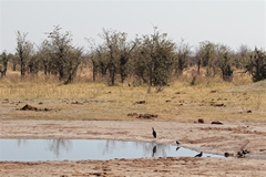 This small water hole would soon be dried up. Not all are left permanently open