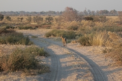 Perfect cover for ambush killers like this leopard