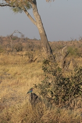 Lilac-breasted roller