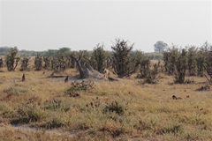 Lions take full advantage of the cover. A lot of these mopanes have been browsed and kept low by elephants