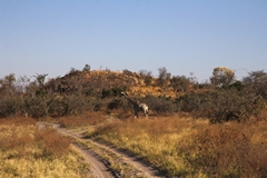 The Savuti channel has been dry since 2015