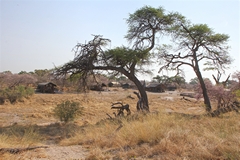 Camp Savuti from the far bank of the Savuti channel