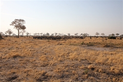 Wildebeeste