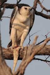 This martial eagle has killed a monitor lizard