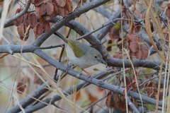 The grey-backed camaroptera is a small wren like warbler often found in deciduous woodland and dry thickets