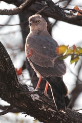 This smart looking bird is a Dickinson's kestrel