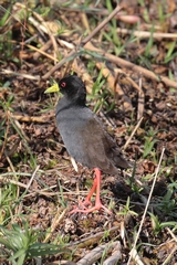  The black crake loves the marshes in Moremi