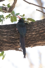 Green wood-hoopoes are usually seen in small groups in Moremi's woodlands