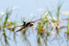 This lesser striped swallow treated us to a superb display of low level flying at high speed