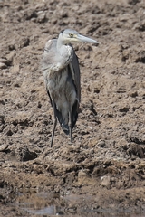 2870 Grey heron