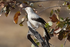 The striking southern pied babbler prefers arid savannah and thornveld