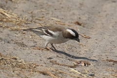 White-browed sparrow weavers breed co-operatively in thorn trees. Most nests are for roosting only, as only the dominant pair hatch eggs