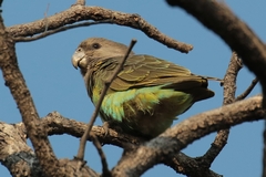 An awkward view of a Meyer's parrot but he wouldn't come any lower