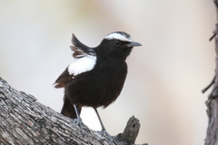 Arnot's chat is a striking little bird living in the mopane woodlands with an open understorey where it can descend to the ground to forage