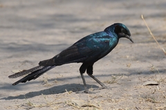 My guide reckoned this is a Meves's starling but they are very difficult to distinguish from Burchell's starling