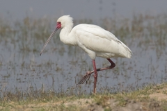 Spoonbill