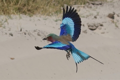 Open wing shot of a lilac-breastd roller hunting insects