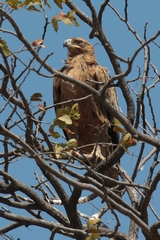 Tawny eagle