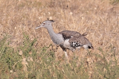 Kori bustard