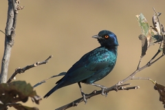 The red eye set this one apart. Nearest I could find is a sharp-tailed starling