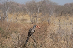 Near endemic to Northern Namibia and Northern Botswana, this is Bradfield's hornbill