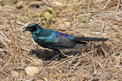 Meve's starlings were everywhere