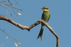 Swallow-tailed bee-eater