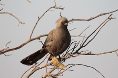 Grey go-away bird, a type of turaco, named for its characteristic call