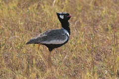 A very striking male Northern black korhaan