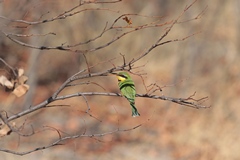 Swallow-tailed bee-eater