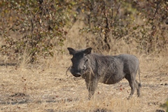 Warthog