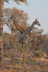 Southern giraffes