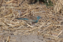 3509 Blue waxbill or Southern cordonbleu