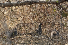 Red-billed spurfowl love arid savannah and bush and are very widespead