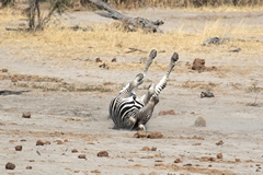 Nothing like a good dust bath