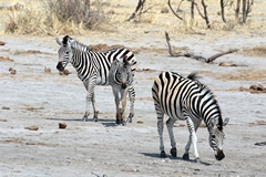 3314 Zebras heading for a drink