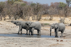 In some places, like this former hunting camp, there are artificially maintained water holes