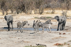 The elephants don't want to share the water with the zebras