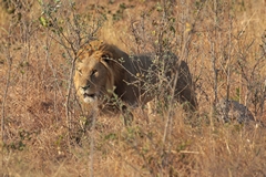 Lovely golden-maned lion