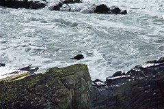 Black-backed gull