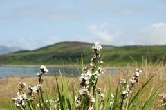 Using a wide aperture gives a shallow depth of field and throws the background out of focus, making the flowers stand out