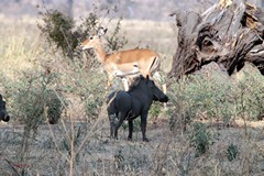 The warthog is in the shade and the impala in the background is a huge distraction of the subject. The warthog is also badly placed and would have been better off to one side.