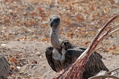 White Backed Vulture